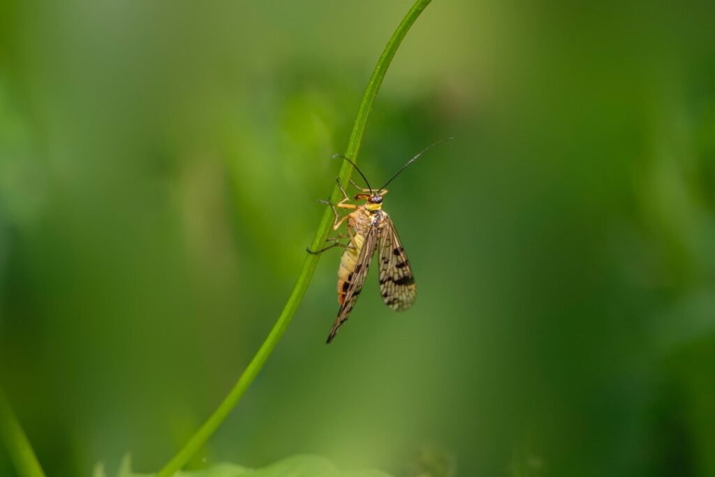 Muggen verjagen doe je met deze oma tips: rustig wonen zonder gezoem